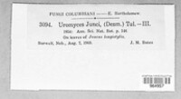 Uromyces junci image